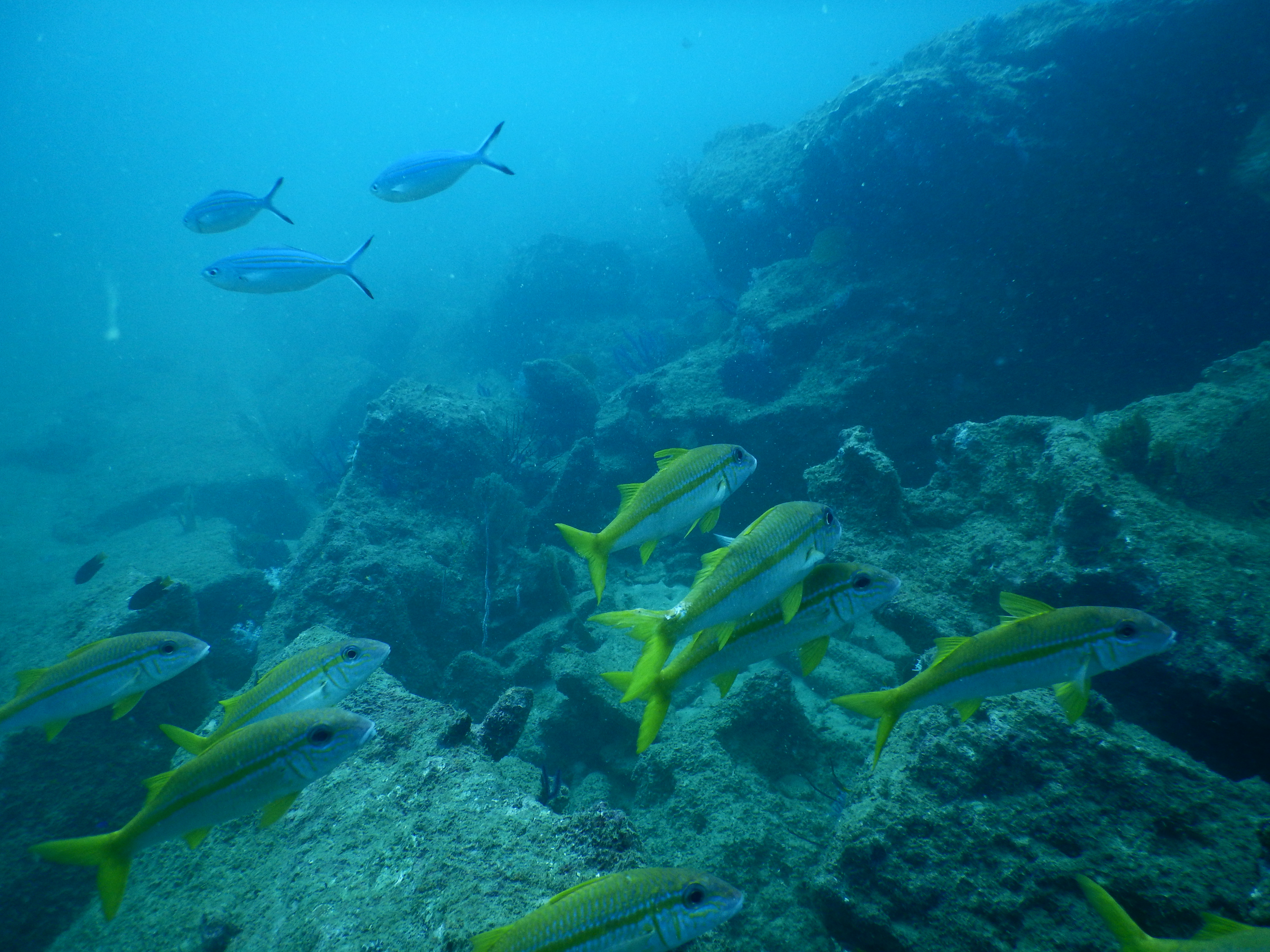 Water Sports Adventure – Thrills & Waves Gallery Image 5 - Snorkeling